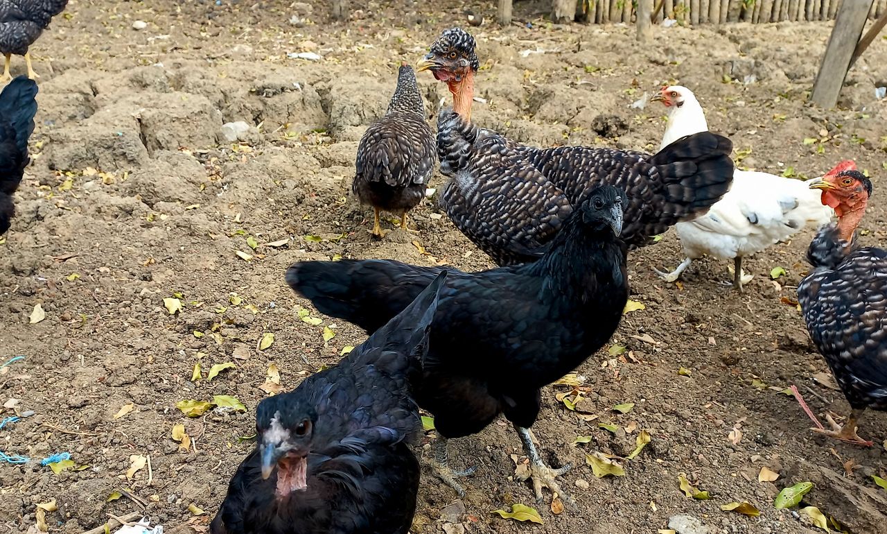 [ENG/ESP] The chickens in my home have developed so well/ Que buena evolución han tenido las gallinas en mi hogar.