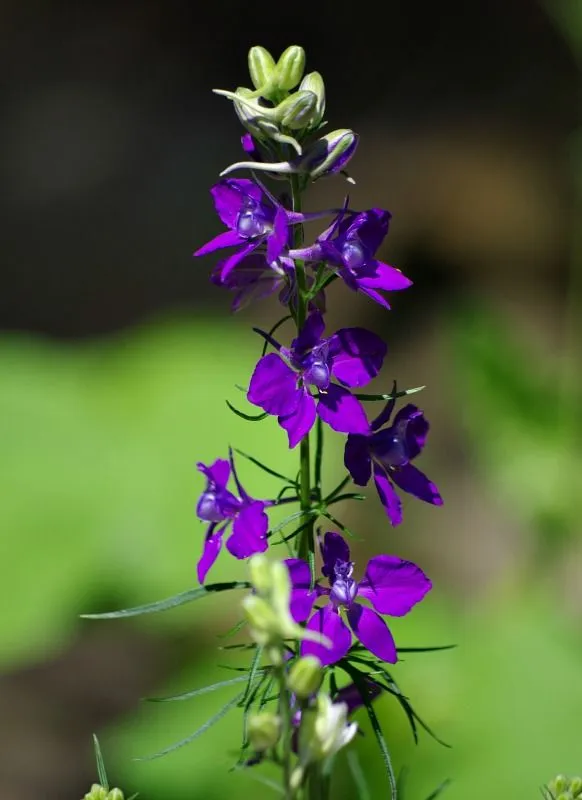 flowers petals.jpg