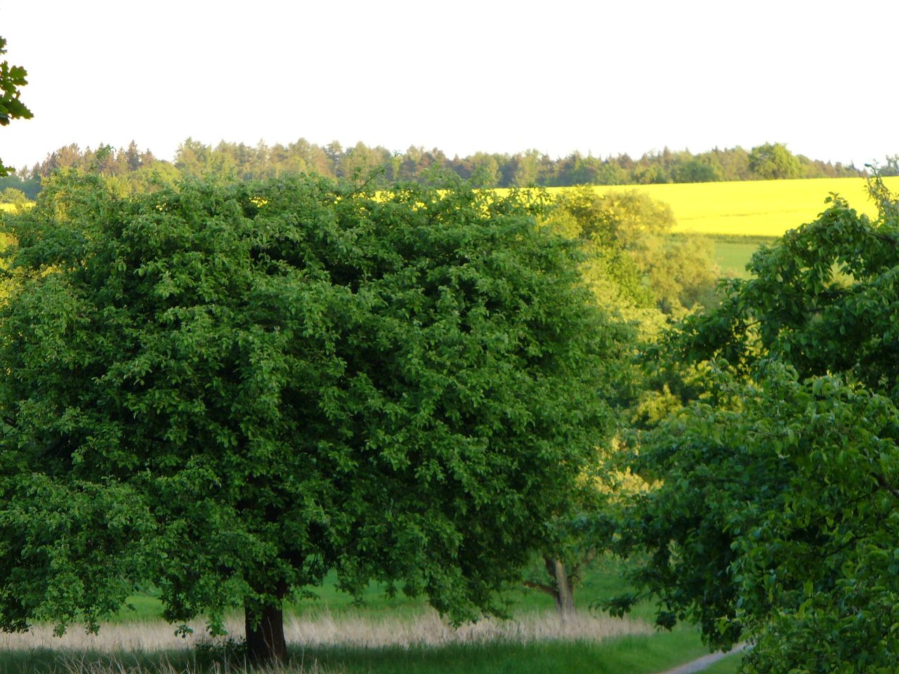 W-YelloW_AJP_4.JPG