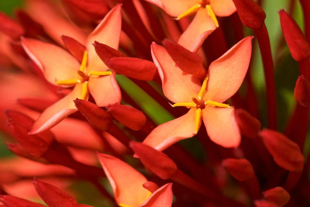 flower_macro_2.jpg