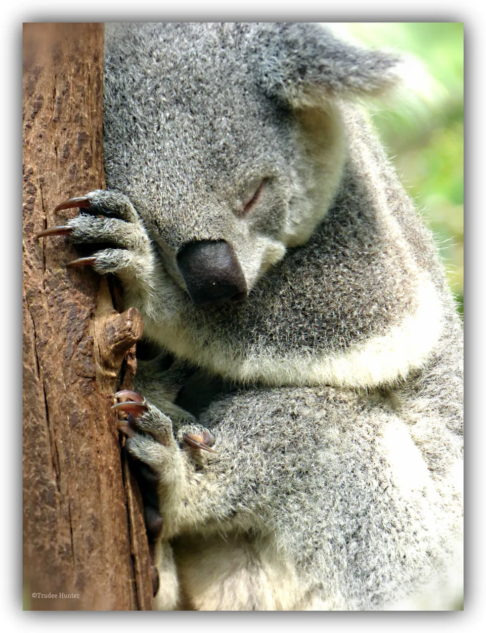 WM Sleepykoala.jpg
