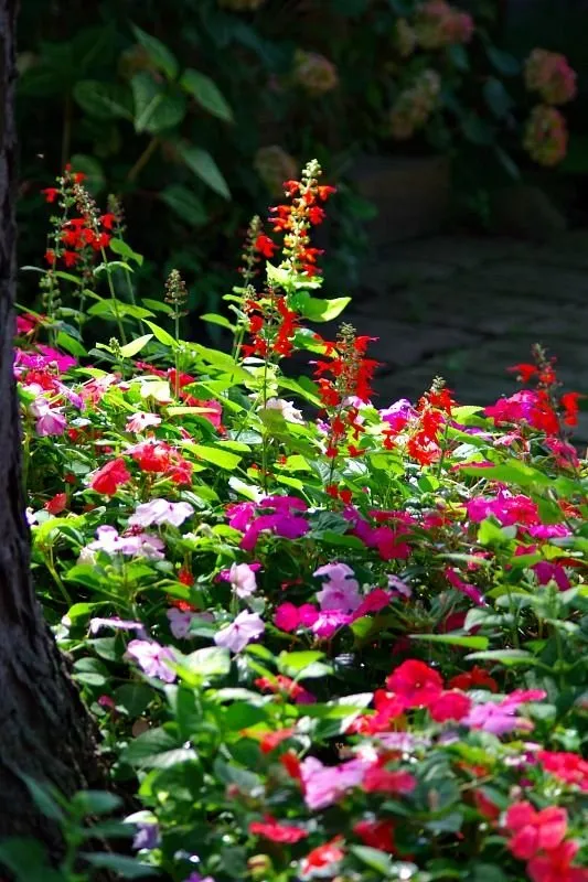 impatiens.jpg