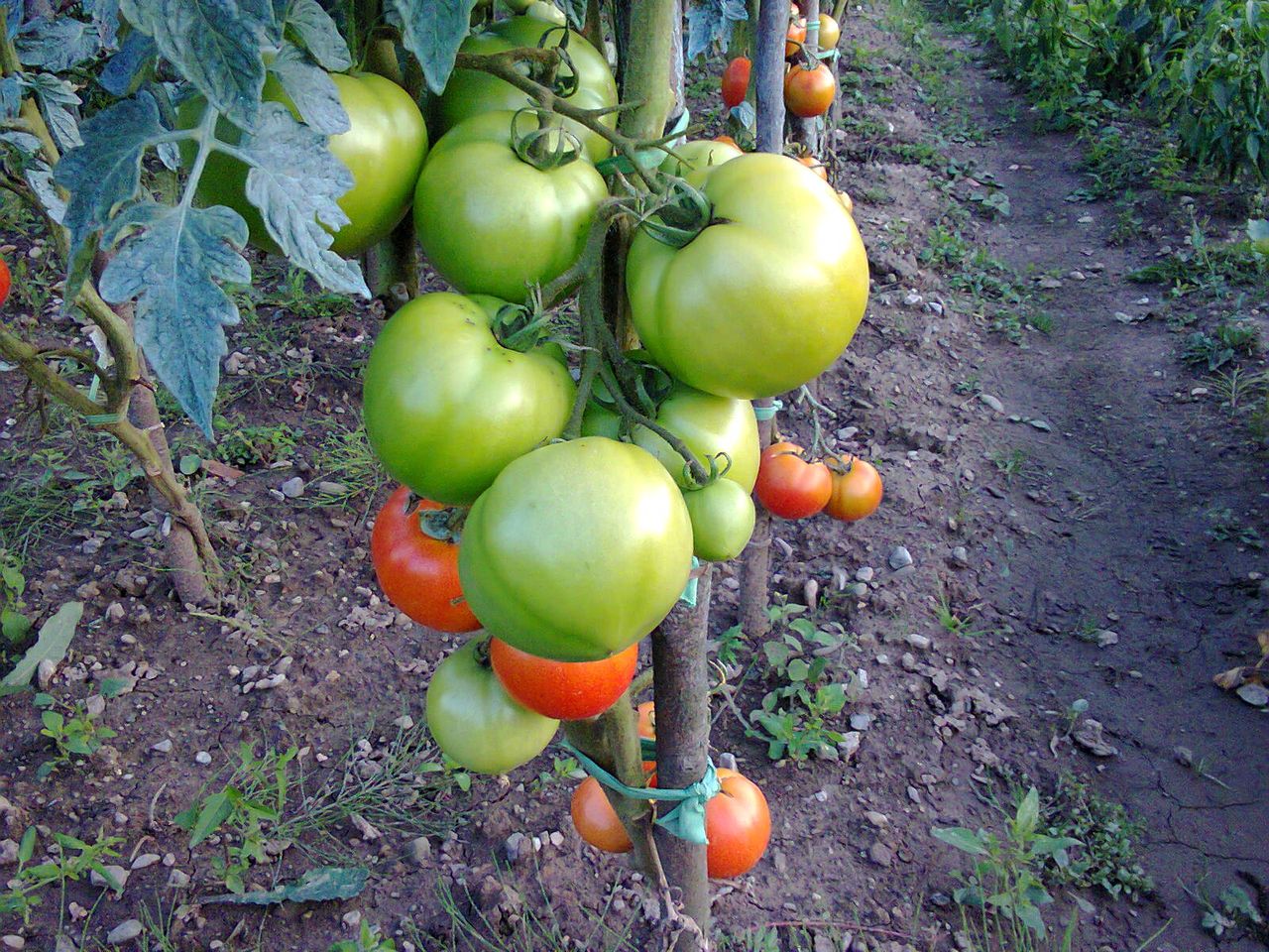 Tomatenpflanze mit Früchten