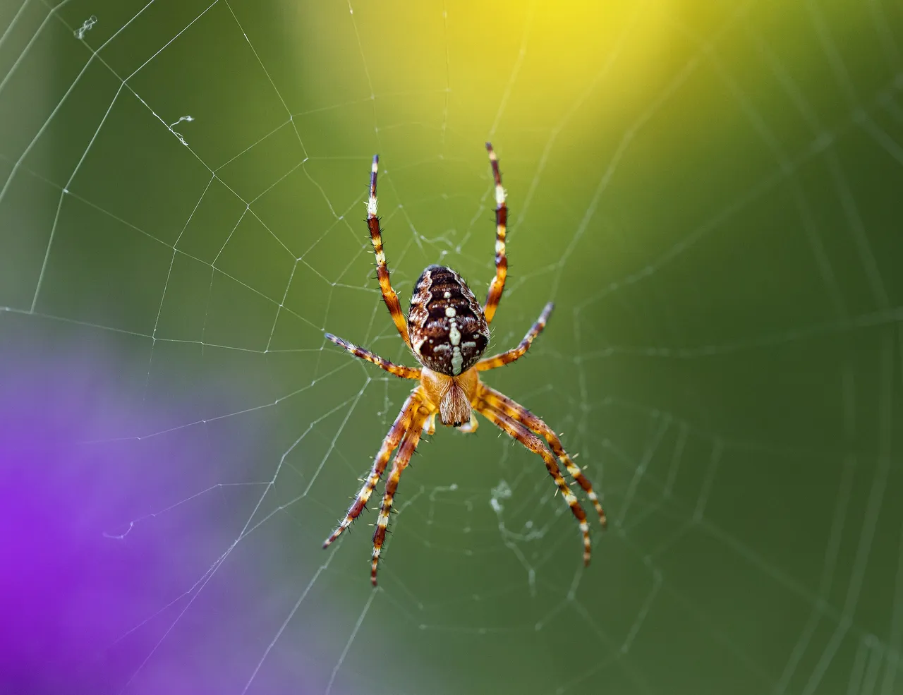 europeangardenspider5509379_1920.jpg