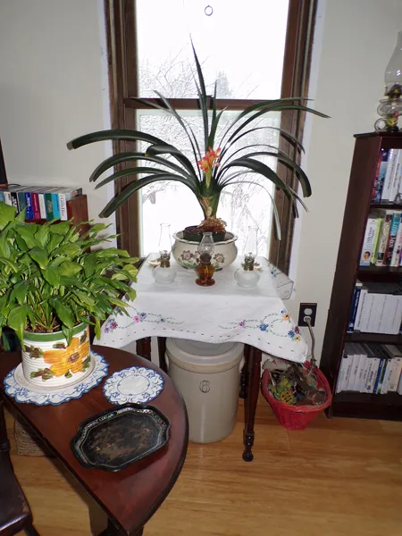 Clivia1 flowering crop Feb. 2021.jpg