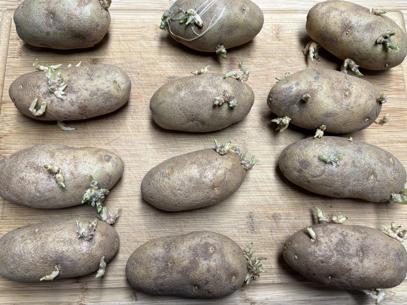 Chitting Potatoes - Seed Planning - Seed Starting - by Sunscape