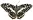 Swallowtail Butterfly 20H.jpg