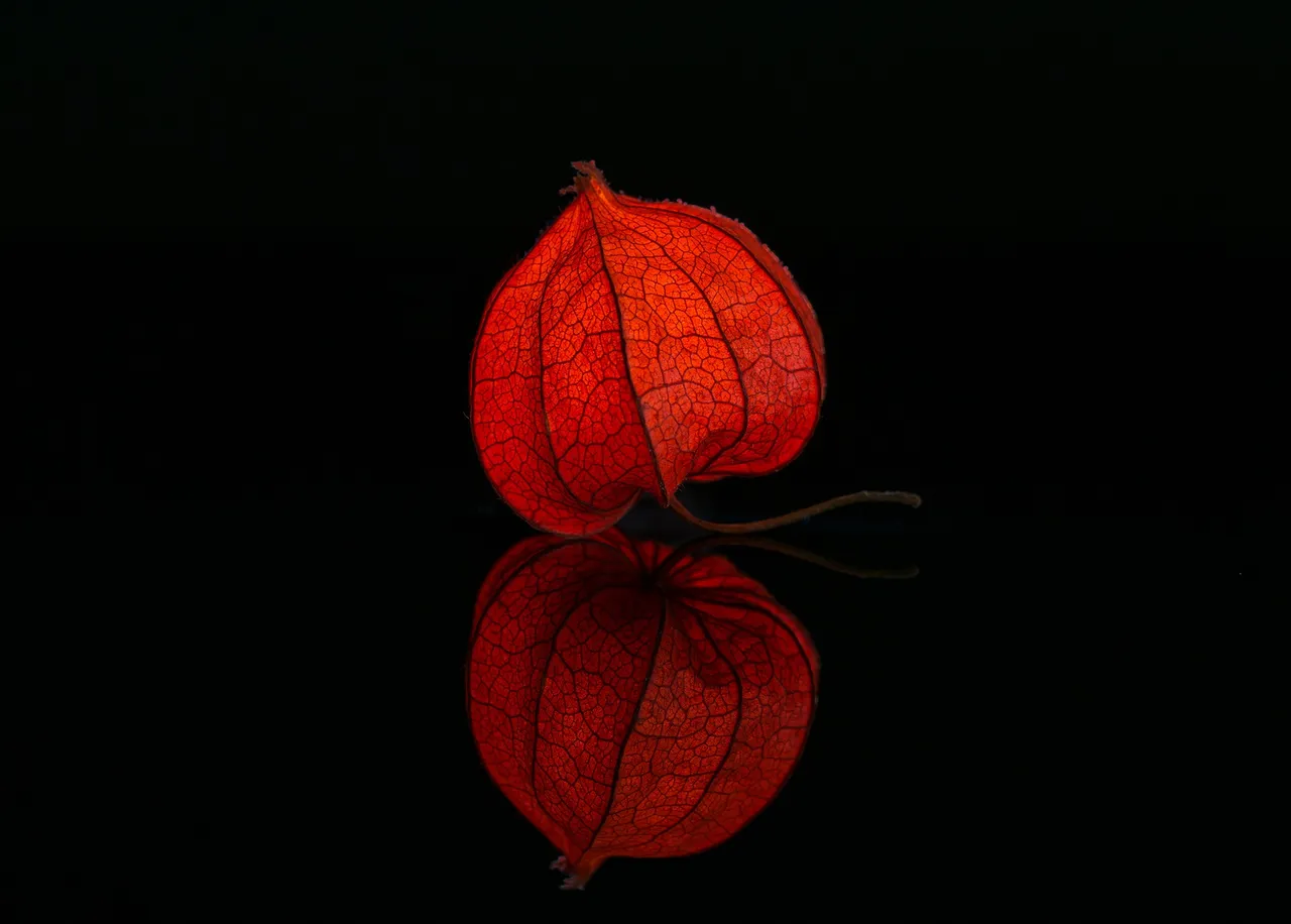 lampionblume-2183118_1920.jpg