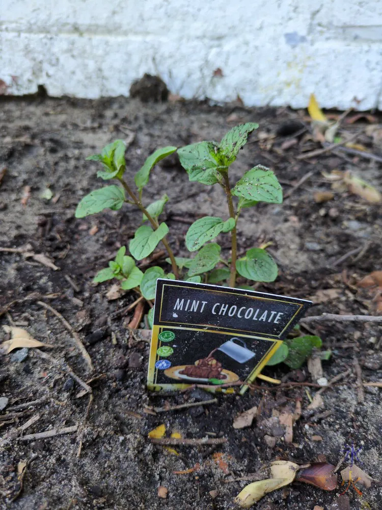 mint chocolate