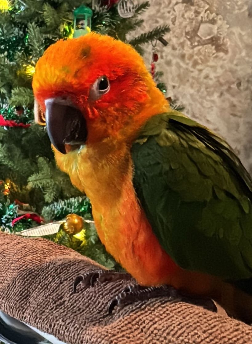 Mongo.. gives me the bestest death stare he could.