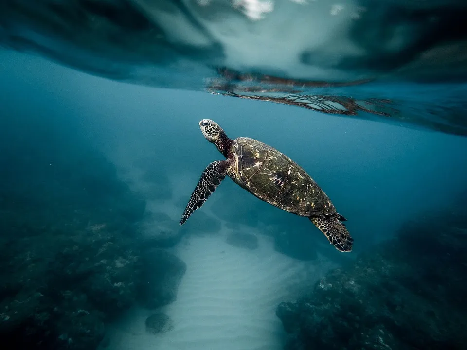 Turtle