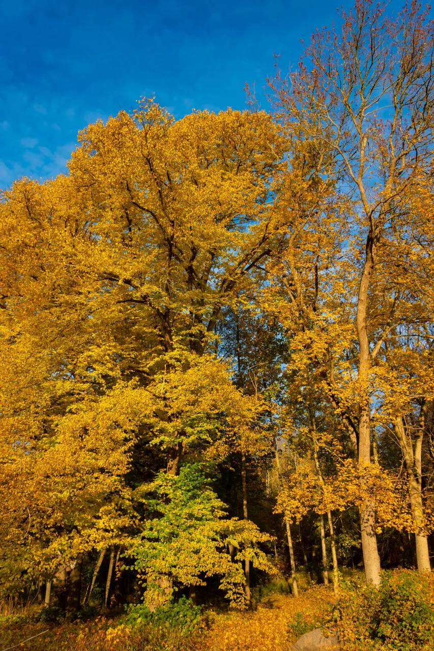 DSC_0010.jpg