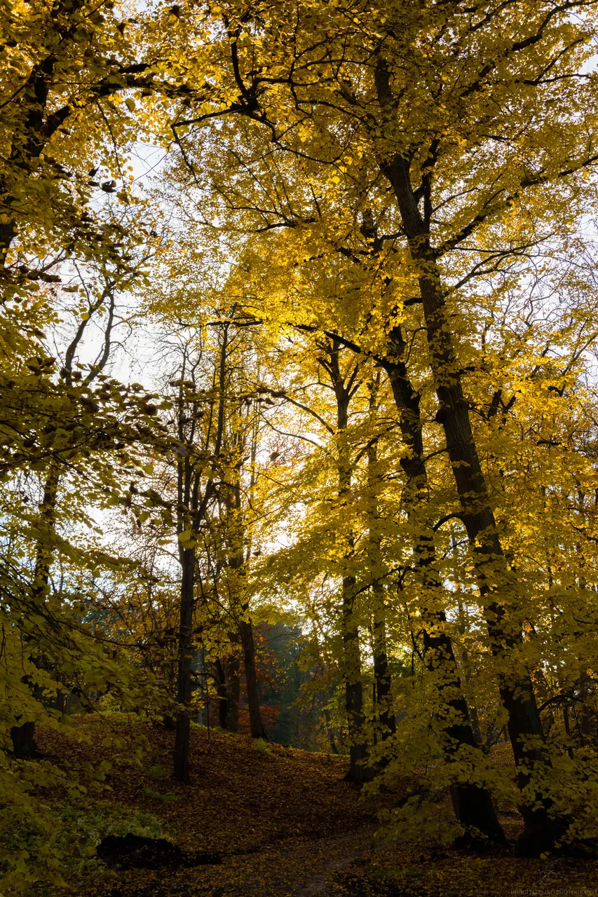 DSC_0006.jpg