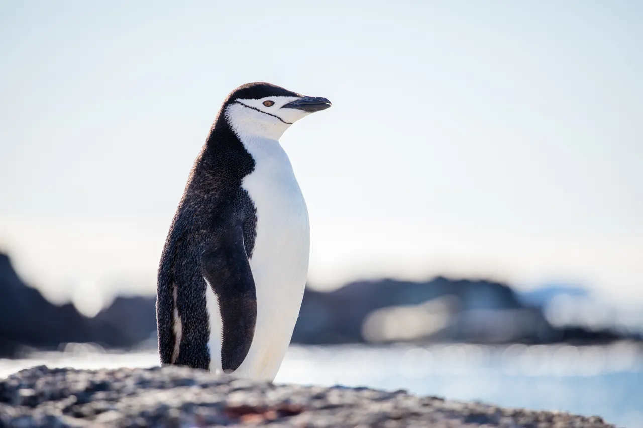 antarctica19.jpg