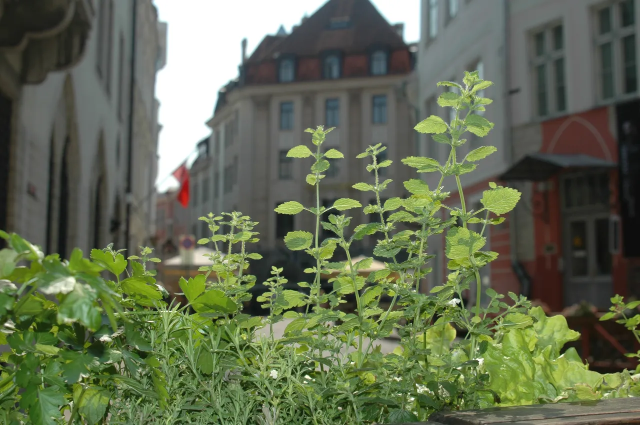 DSC_6095.JPG