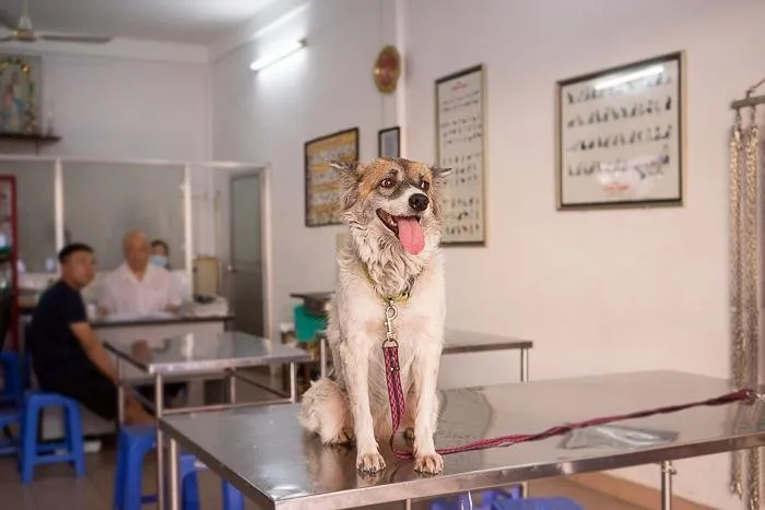 10-Saigon-Cats-And-Dogs-DSC06627.jpg