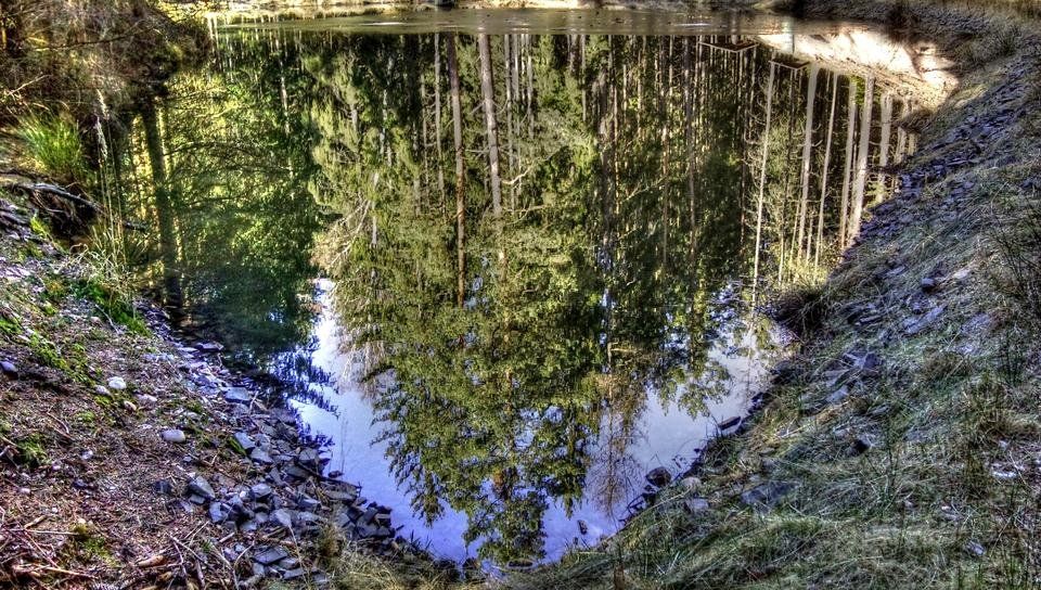 Zrcadlení v rybníčku Černá jáma-HDR.jpg