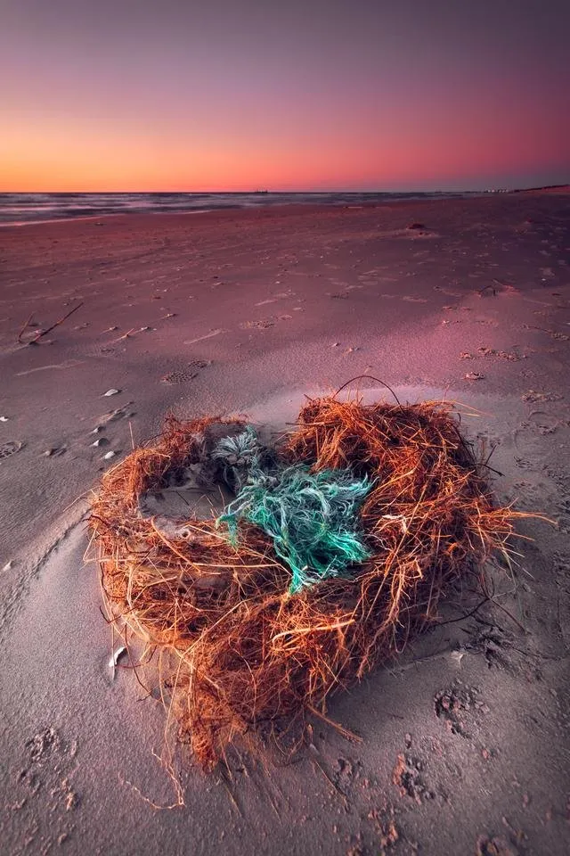 The-nest.jpg