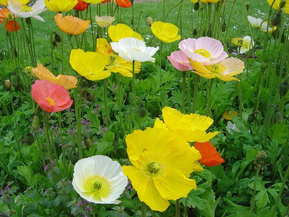 1200px-Papaver_nudicaule_dsc00913.jpg
