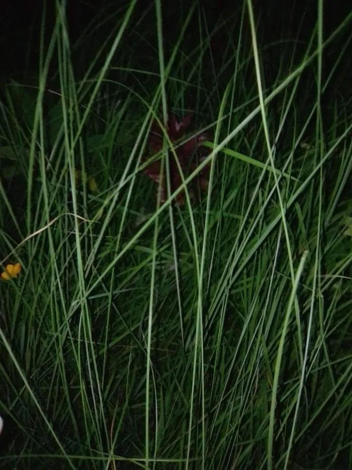 received_322379128291903.jpeg