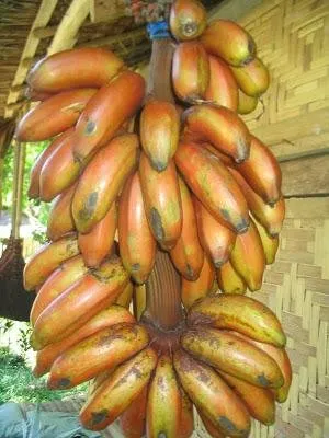 AC11A821-663D-40E7-8453-54F18BE52AB5.jpeg