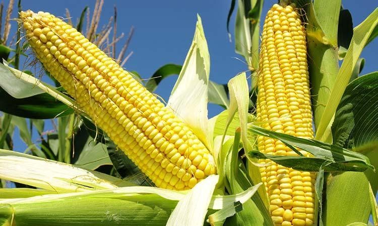 Las-variedades-del-maíz-y-su-uso-en-el-cocina-ecuatoriana-1.jpg