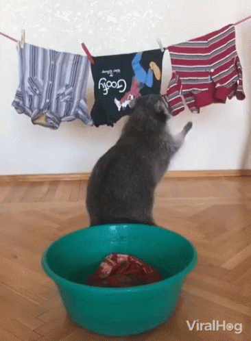 untitled.gif