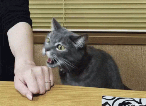 untitled.gif