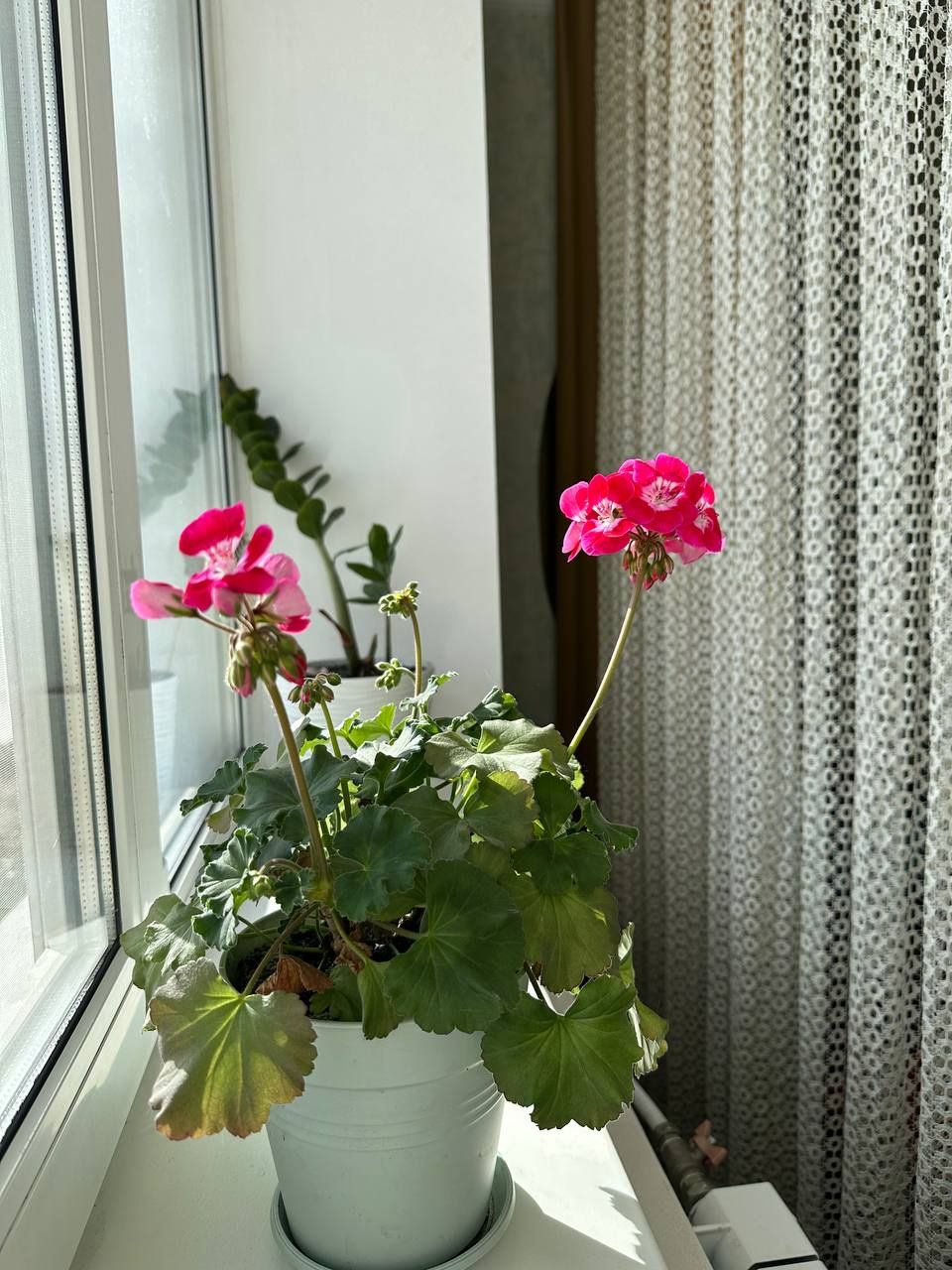 IMG_0906.jpeg