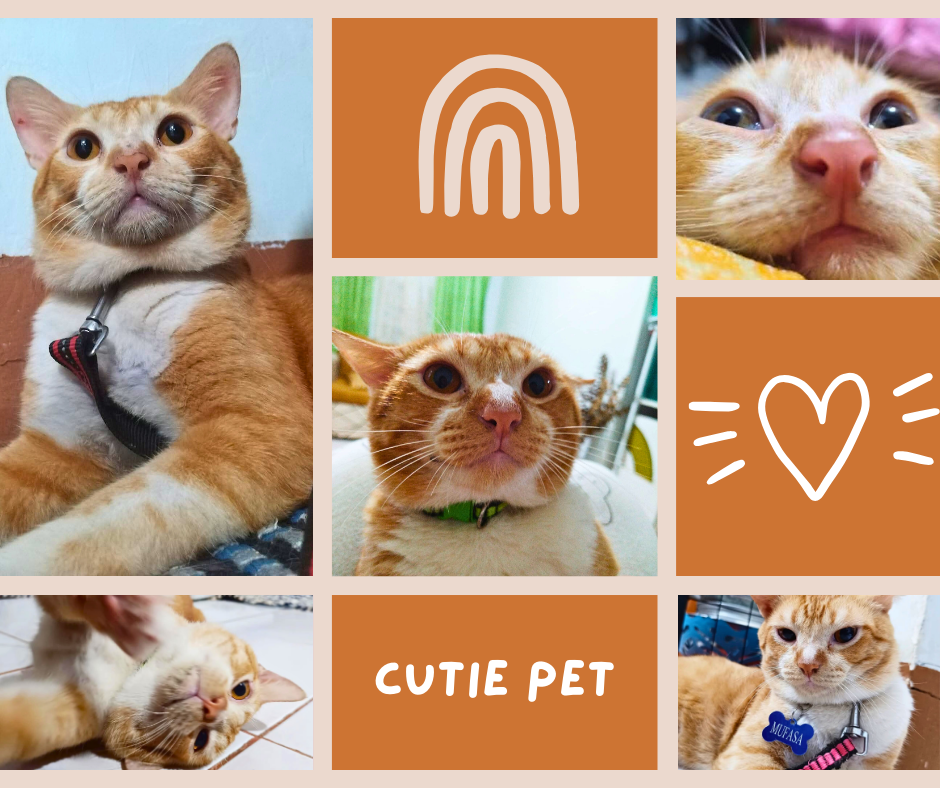 The Ginger Prince Mufasa’s  Tale of Naps and Snacks