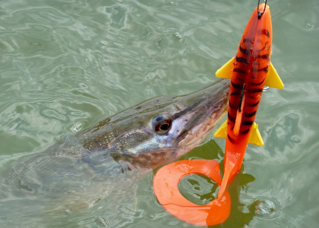 softbait-shack-attack-lures-curly-sue-201710-03.jpg