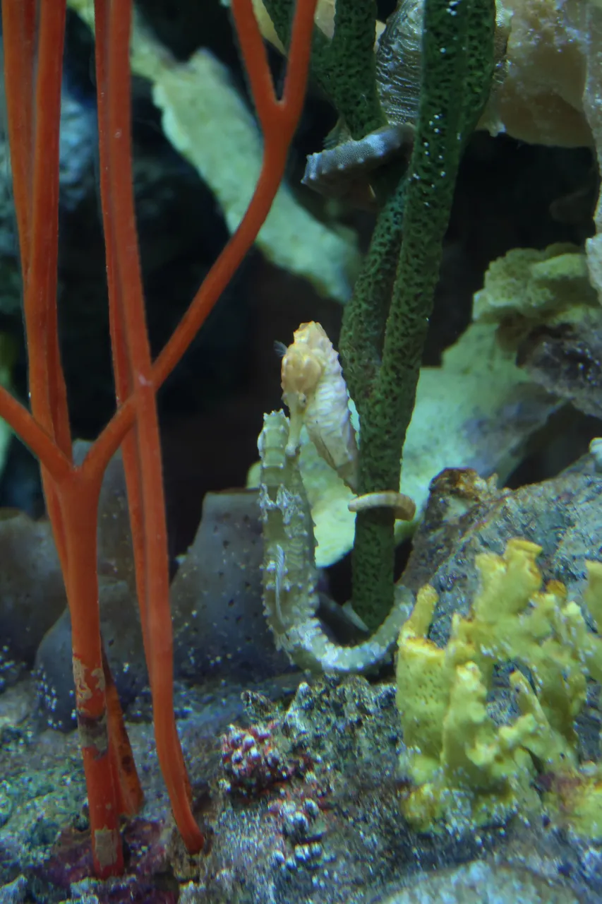 Seahorses The Tennessee Aquarium in Chattanooga.JPG