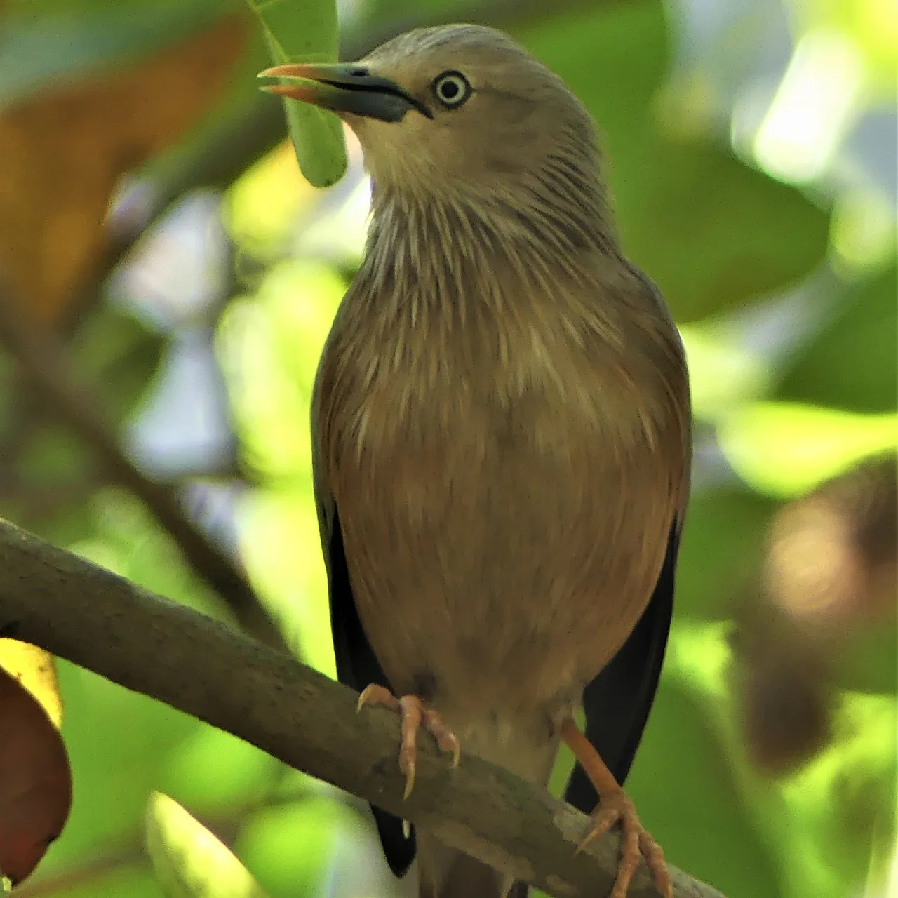Smap contest 256 Elegant Brahminy Starling 