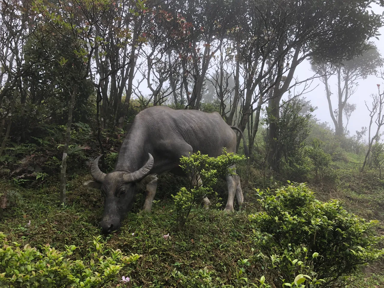阳春鸡笼顶3