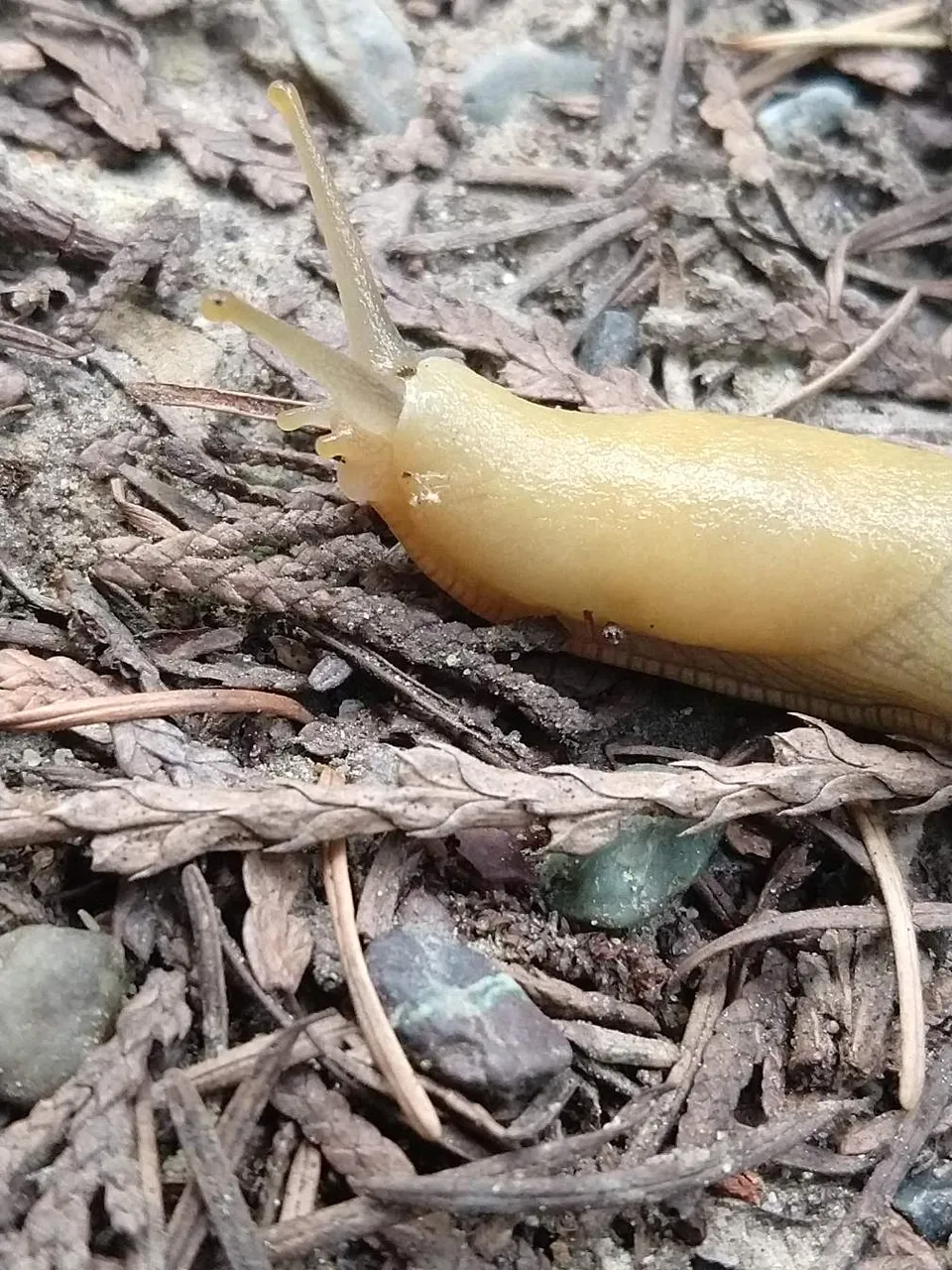 https://s3.us-east-2.amazonaws.com/partiko.io/img/metama-slug-life-1531937131950.png