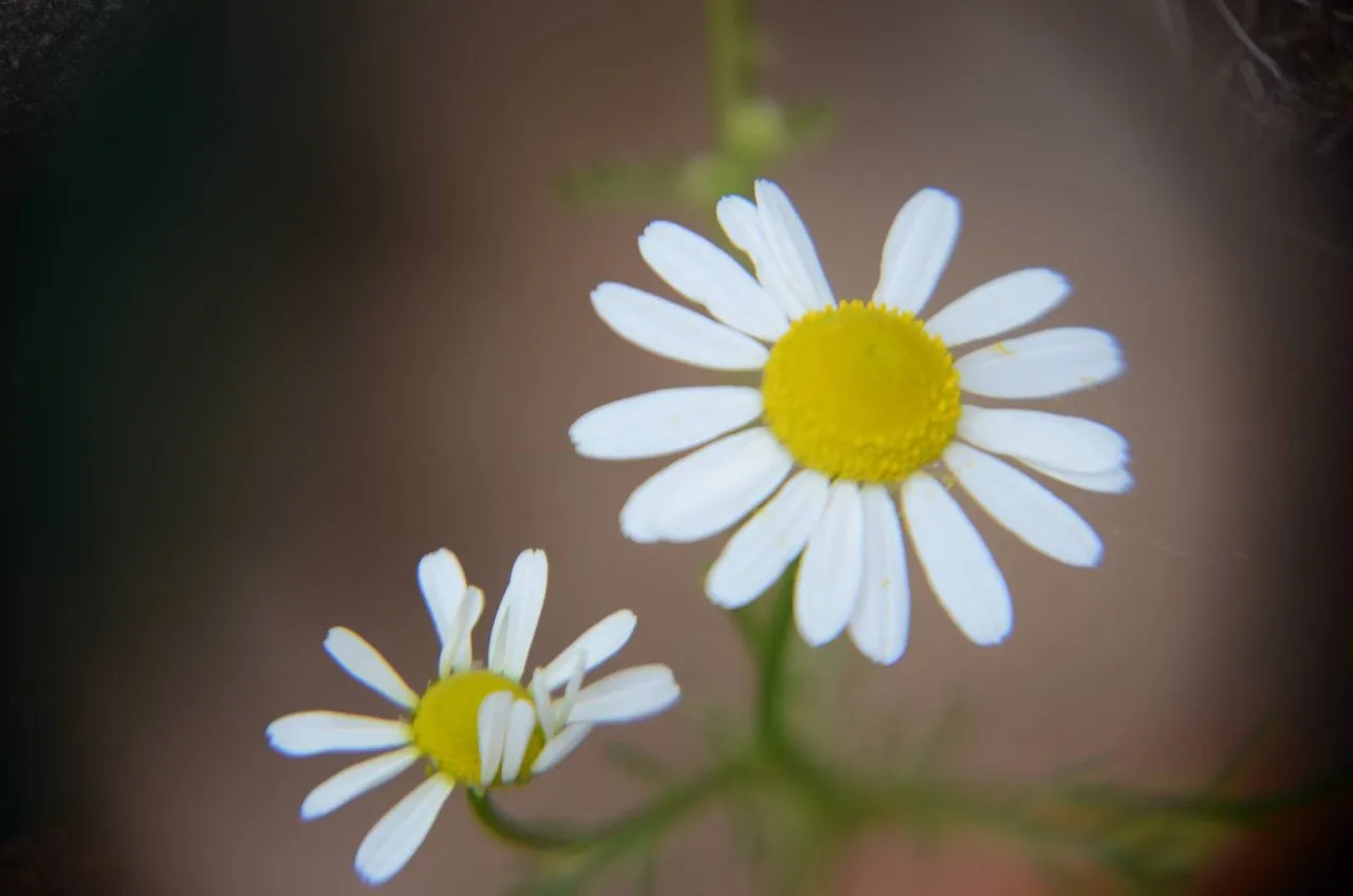Chamomile Flower