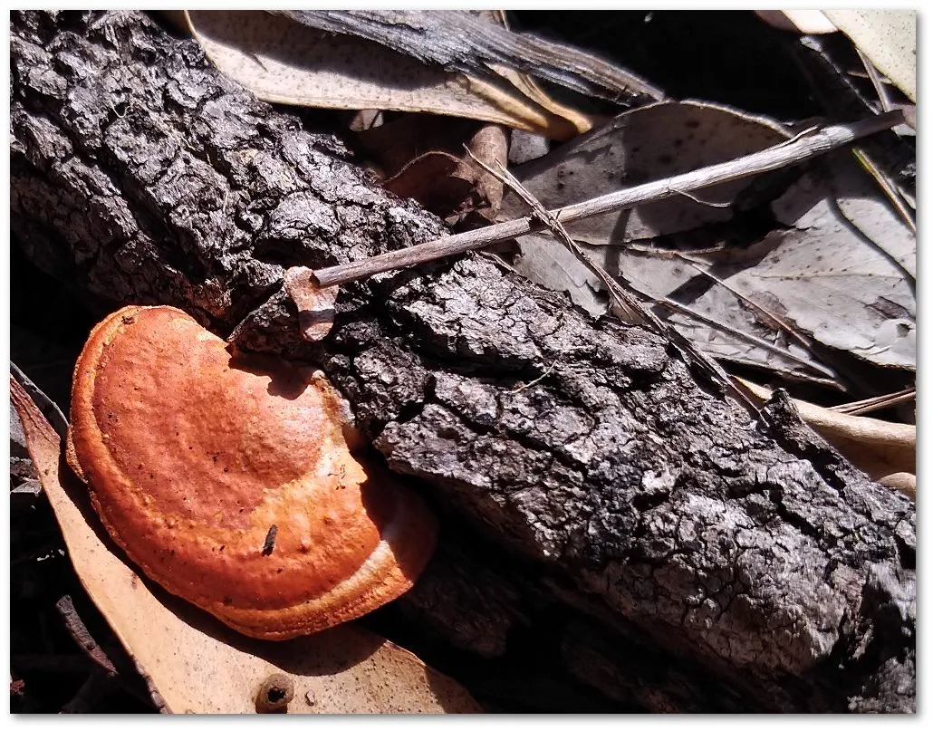 shroom.jpg
