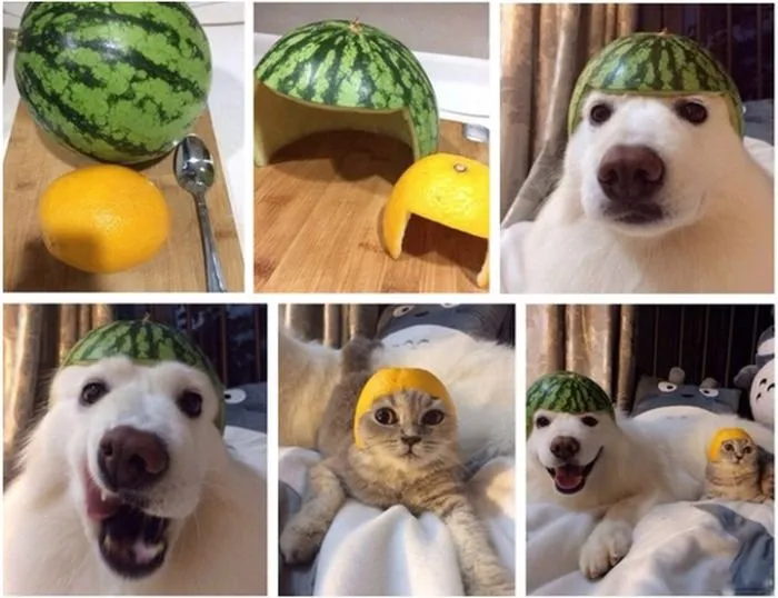 catdog.jpg