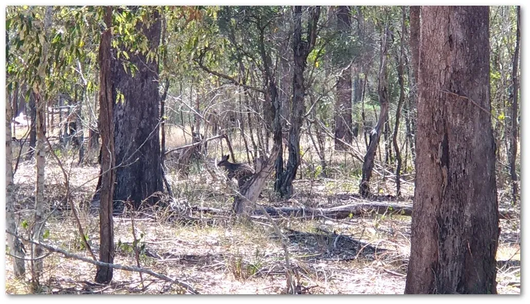 kanga2.jpg