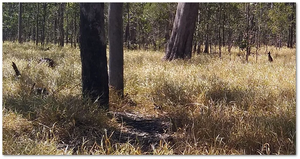kanga1.jpg