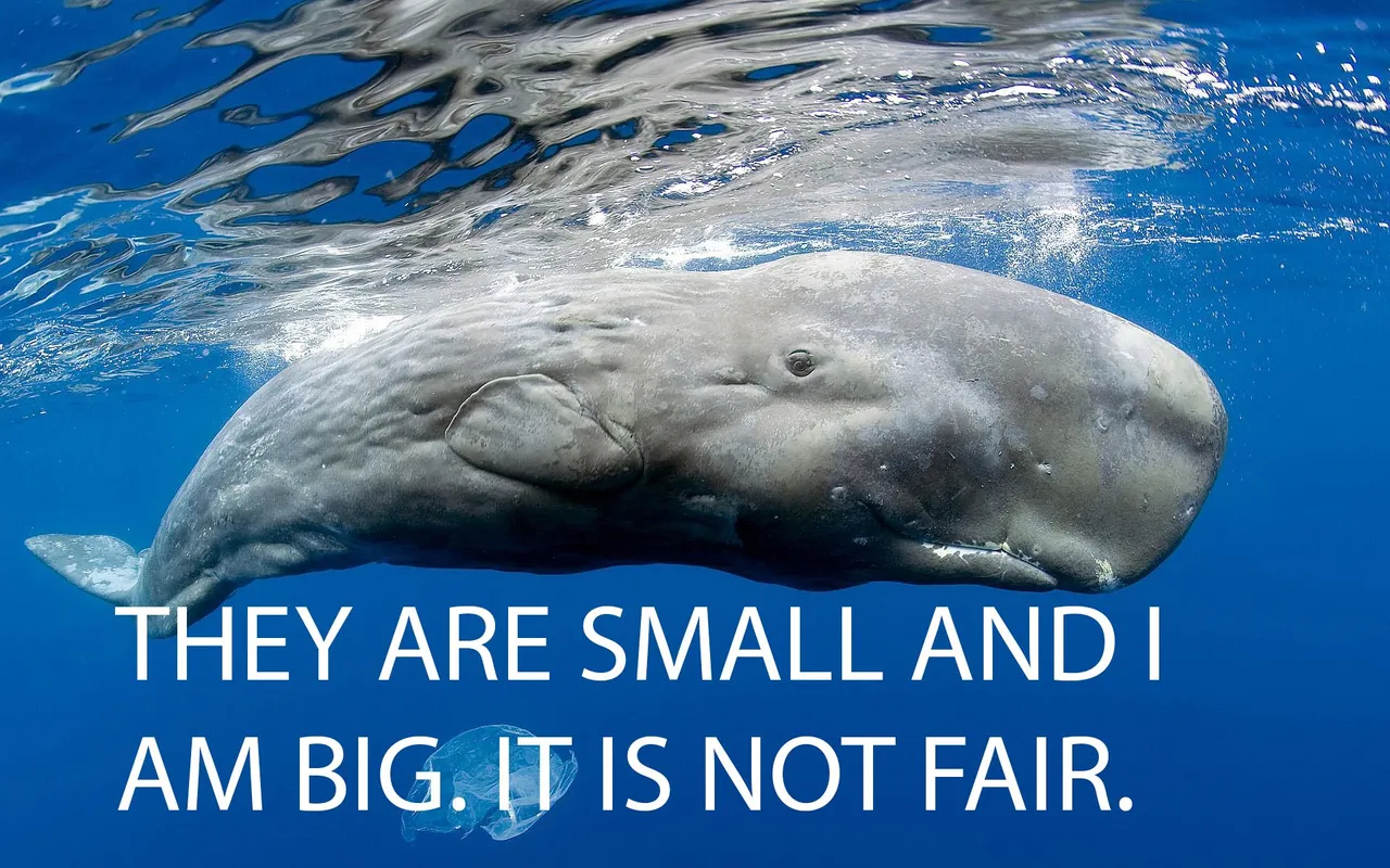 whale.jpeg