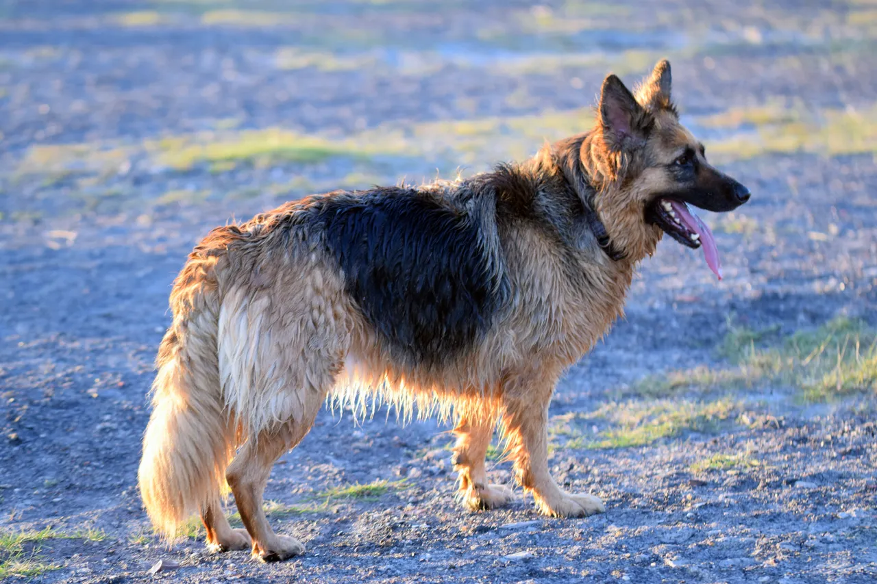 sasha9.JPG