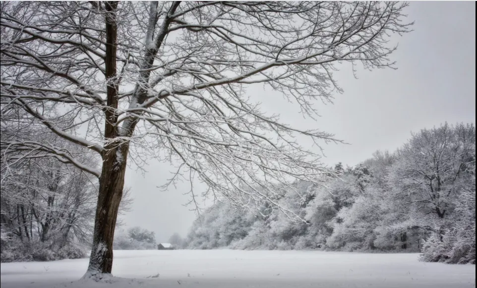 snow 2.PNG