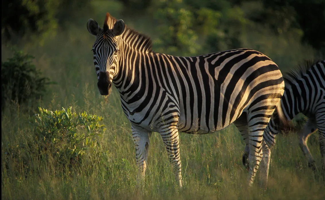 zebra1.png