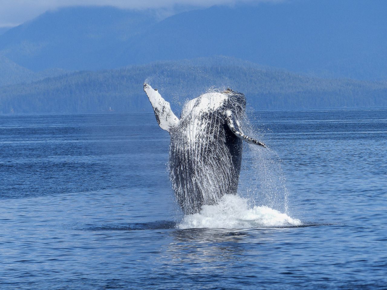 big eth whale.jpg