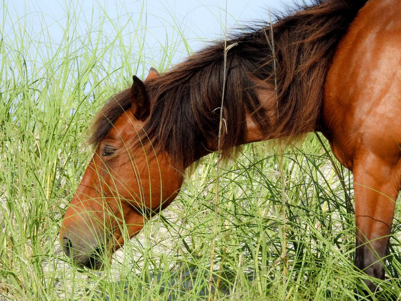 wildhorse12_1.jpg