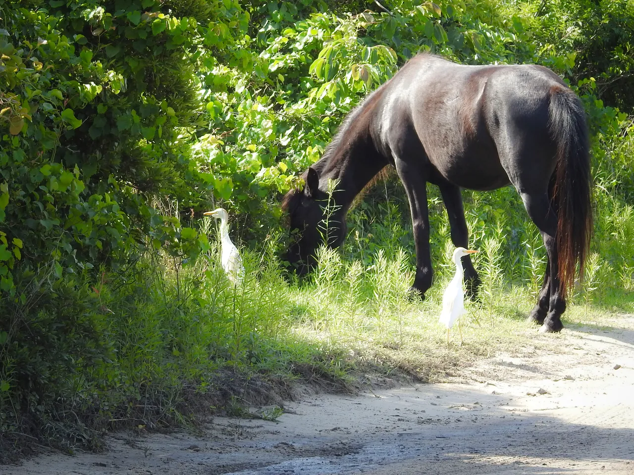 wildhorse20_1.jpg
