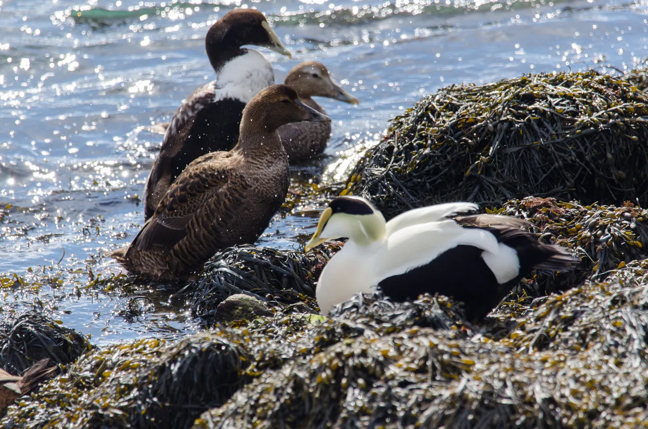 Eider Family1.jpg