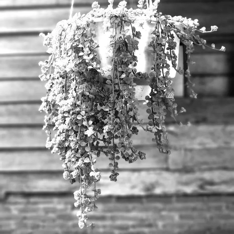 IMG_B_W_2021092548.jpg