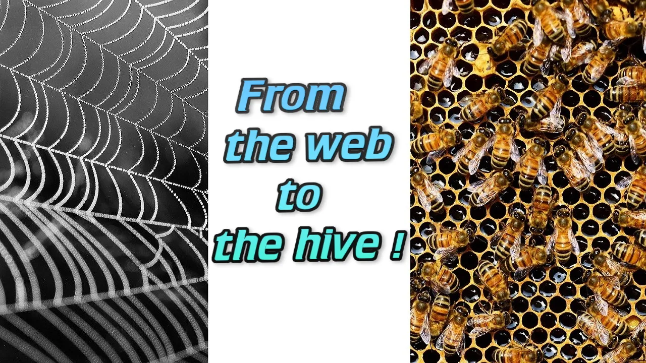 cobweb-921039_1280.jpg